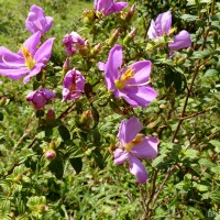 Osbeckia parvifolia Arn.